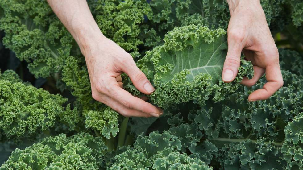 person harvesting kale leaf